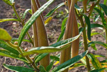 Fruit-of-Pleurisy-Root