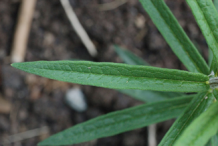 Leaves-of-Pleurisy-plant