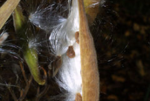 Opened-fruit-of-Pleurisy-plant