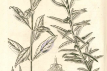 Pleurisy-a-bit-of-botany
