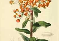 Pleurisy-plant-Illustration