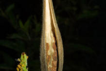 Ripe-Fruit-of-Pleurisy-plant