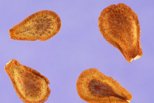Seeds-of-Pleurisy-plant