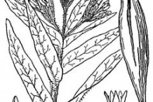 Sketch-of-Pleurisy-plant