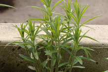 Small-Pleurisy-plant