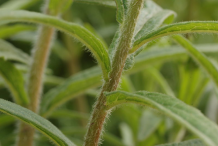 Stem-of-Pleurisy-plant