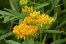 Yellow-Variety-of-Pleurisy-plant