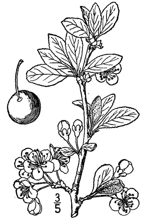 Drawing of Plum plant