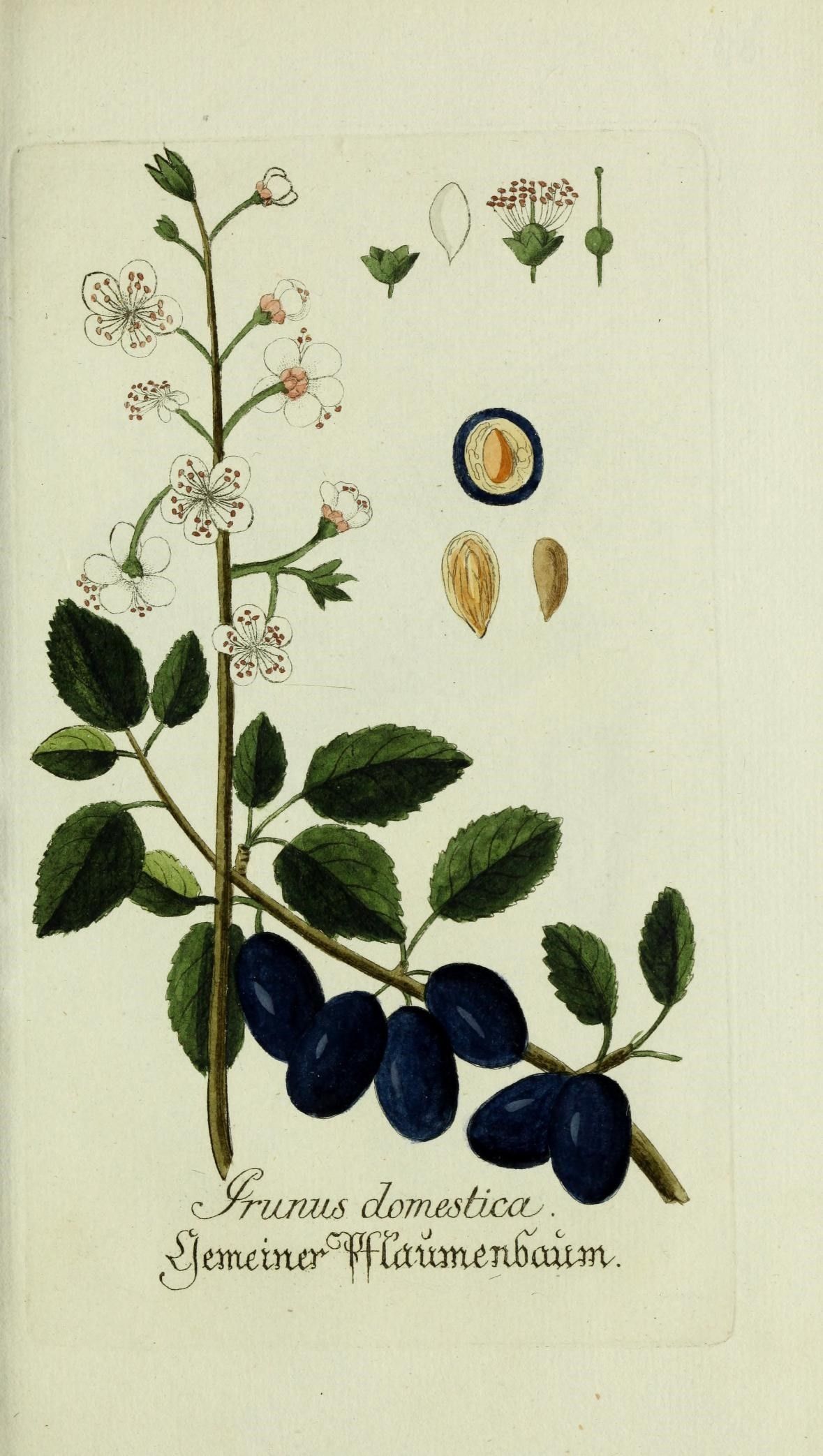Illustration of Plum Plant