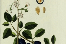 Illustration of Plum Plant