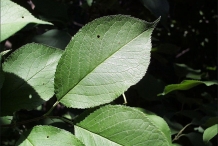 Leaves of Plum