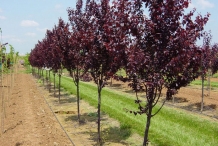 Plum farm