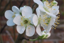 Plum flower