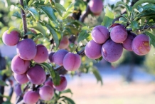 Plum-fruit