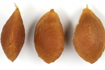 Plum seeds