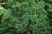 Plum tree