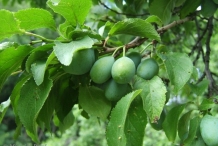 Unripe Plum