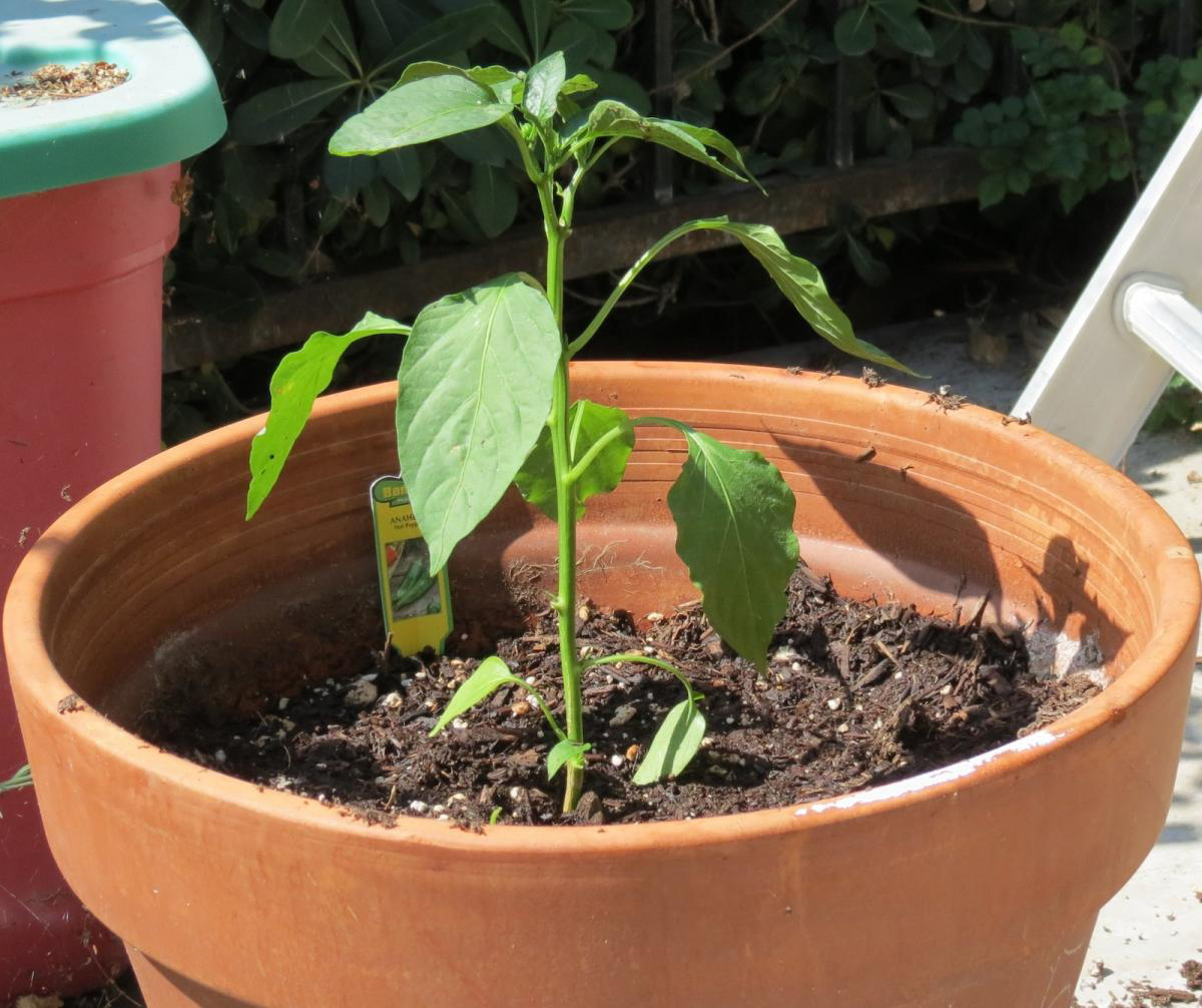 Poblano-pepper-plant