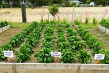 Poblano-pepper-farm