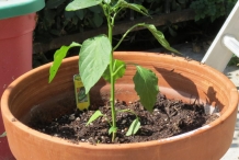 Poblano-pepper-plant