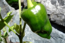 Poblano-pepper