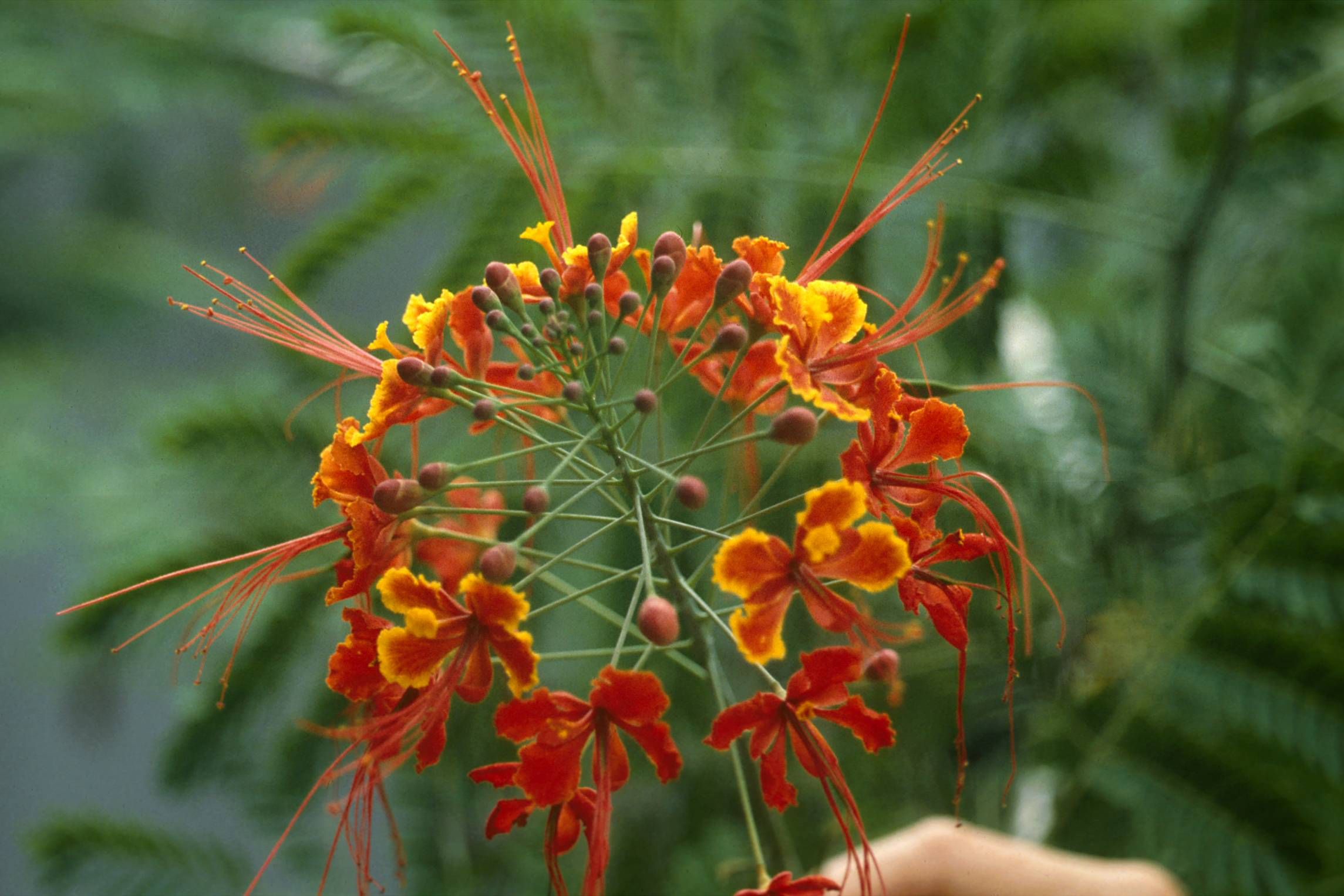 Close-up-flower-of-Poinciana