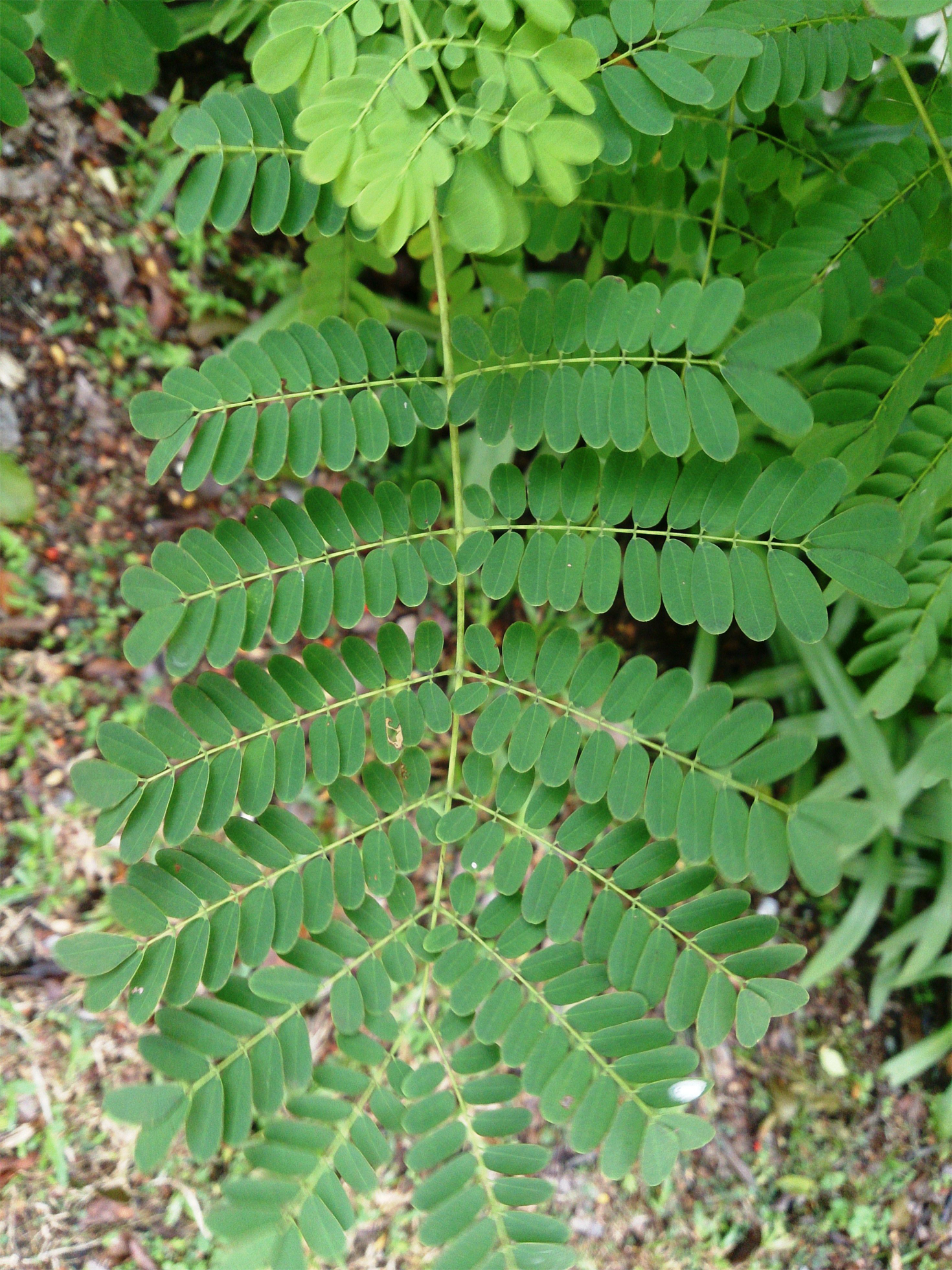Leaves-of-Poinciana