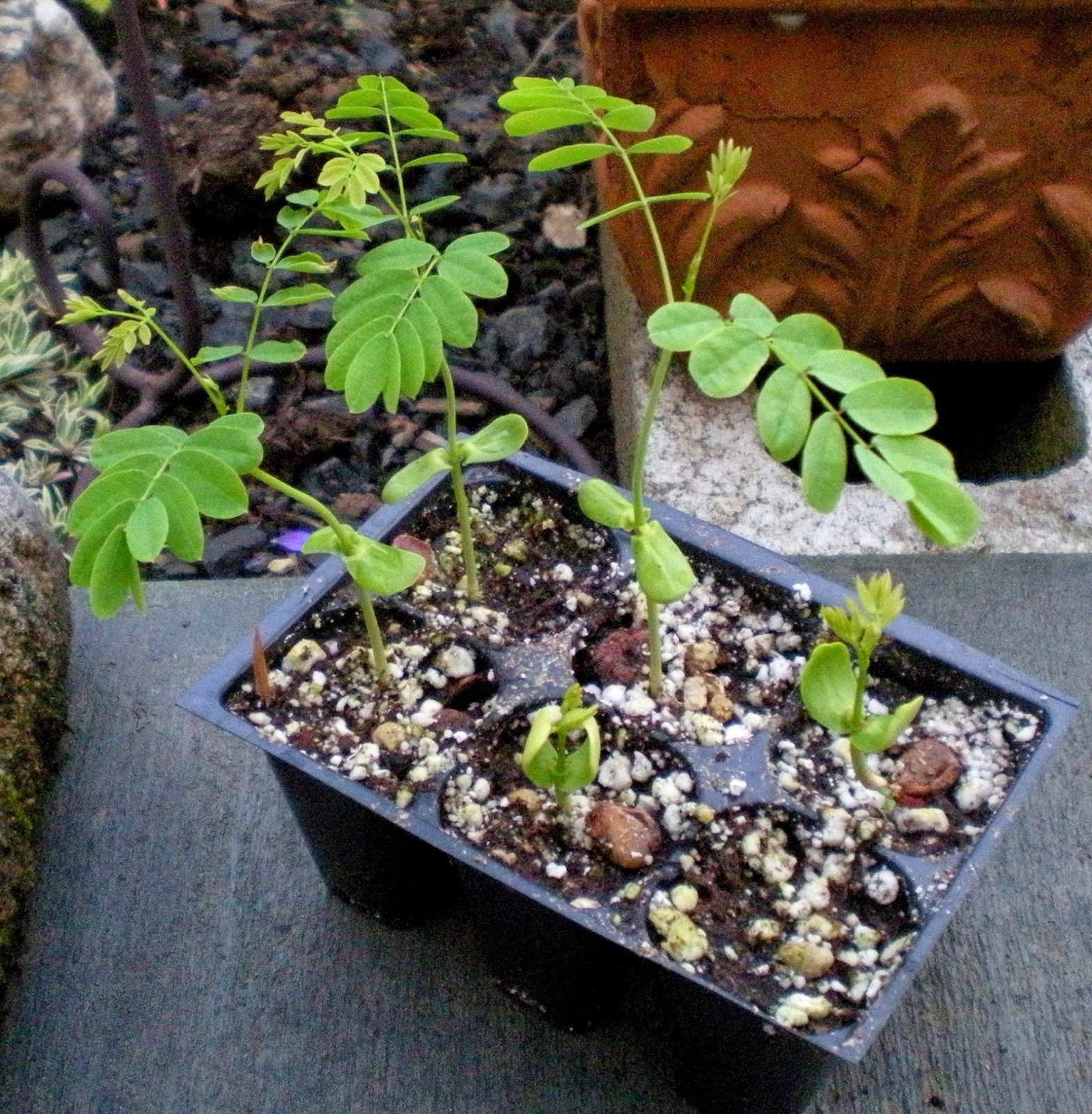 Seedlings-of--Poinciana