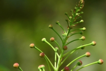Flower-bud-of-Poinciana