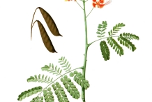 Illustration-of-Poinciana