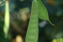 Immature-pods-of-Poinciana