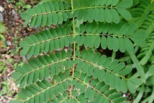 Leaves-of-Poinciana