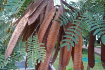Mature-pods-of-Poinciana