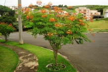 Poinciana-tree