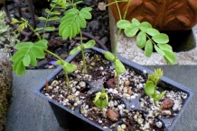 Seedlings-of--Poinciana