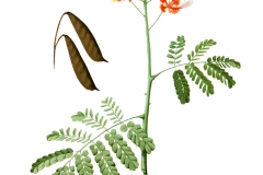 Illustration-of-Poinciana