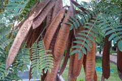 Mature-pods-of-Poinciana