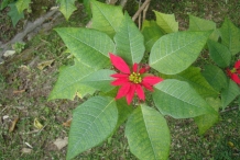 Poinsettia-plant