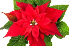 Flowers-of-Poinsettia