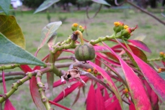 Fruits-of-Poinsettia