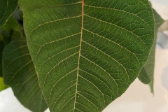 Leaves-of-Poinsettia