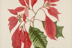 Plant-Illustration-of-Poinsettia