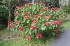 Poinsettia-plant-growing-wild