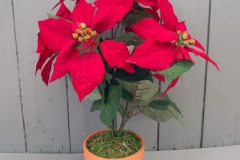 Poinsettia-plant-grown-on-pot