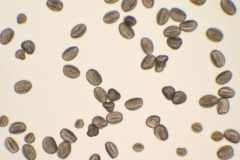 Seeds-of-Poinsettia
