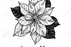 Sketch-of-Poinsettia