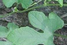 Leaf-of-Pointed-gourd