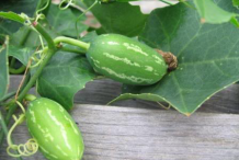 Pointed-gourd-in-the-plant