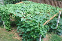 Pointed-gourd-plant