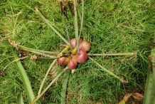Mature-fruits-of-Poison-lily